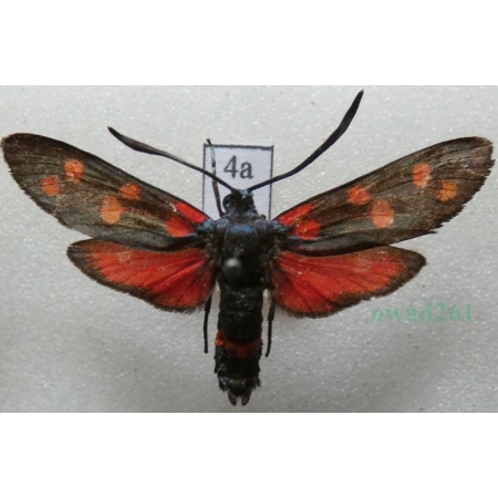 Zygaena ephialtes (Linnaeus, 1767) Kraśnik goryszowiec Deutschland4a